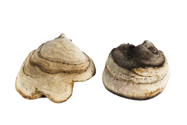 Chaga mushroom close-up isolated on white background — Stock Photo, Image