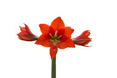 Beyaz arka plan üzerinde izole kırmızı yaprakları yakın çekim ile çiçek