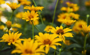 Sarı çiçekler kapanıyor.