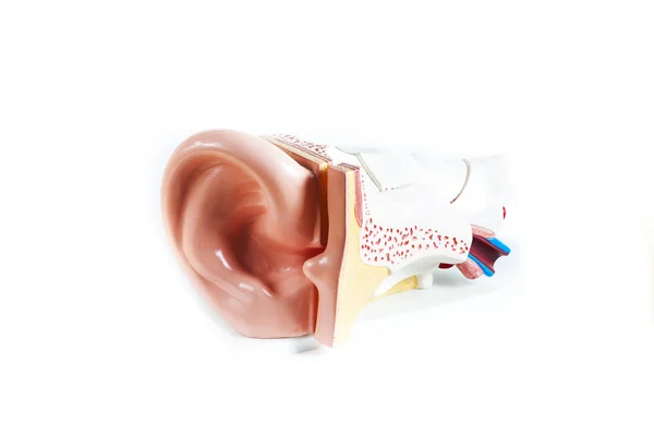 Beyaz bir arka plan üzerinde izole anatomik model kulak