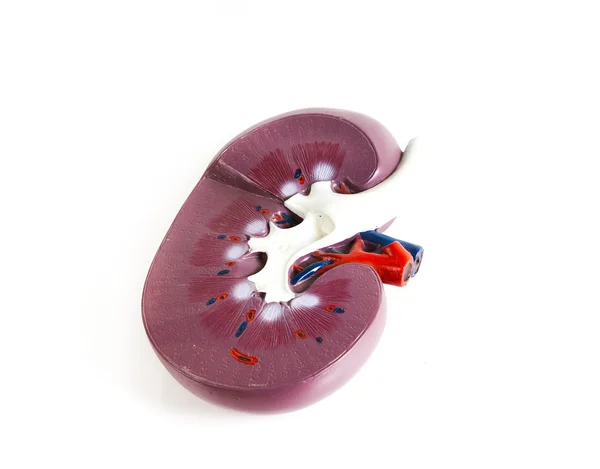 Anatomik model beyaz bir arka plan üzerinde izole böbrek
