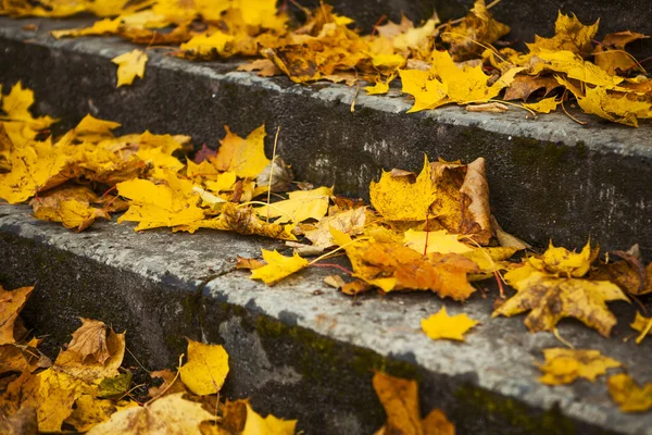 Steps in the yellow leaves in autumn — Stock Photo, Image
