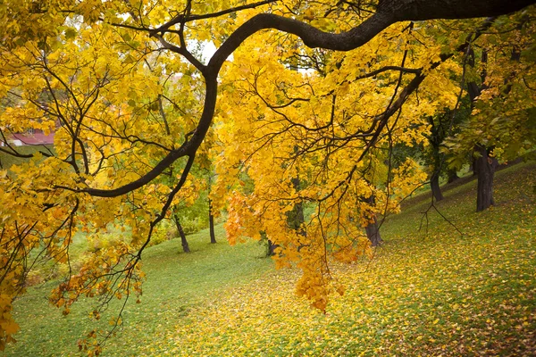 Herfstpark — Stockfoto