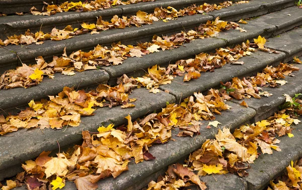 Pasos en las hojas amarillas en otoño — Foto de Stock