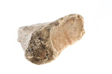 Beyaz arka plan üzerinde izole eski kemik