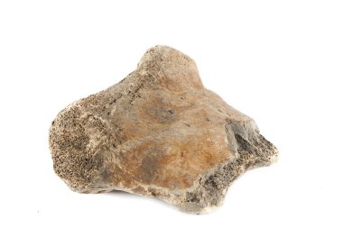 Beyaz arka plan üzerinde izole eski kemik