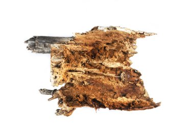 eski çürümüş ağaç kütüğü beyaz zemin üzerine izole