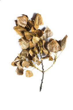 sopa ve beyaz arka plan üzerinde izole dal