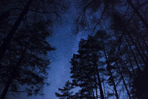 美しい夜空と天の川と木々が — ストック写真