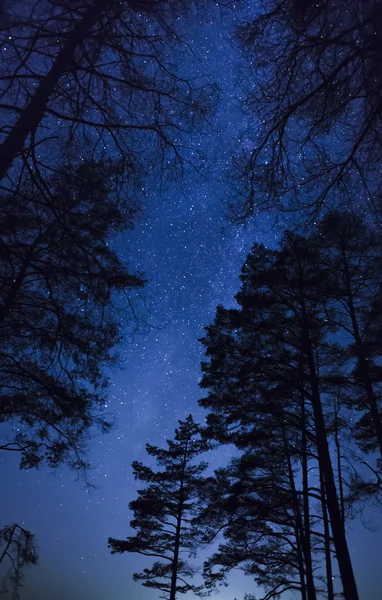 Um belo céu noturno, a Via Láctea e as árvores — Fotografia de Stock