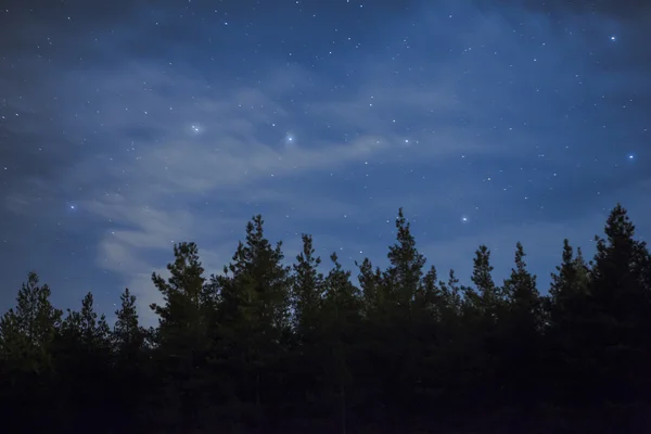 夜空、星と森 ストック画像