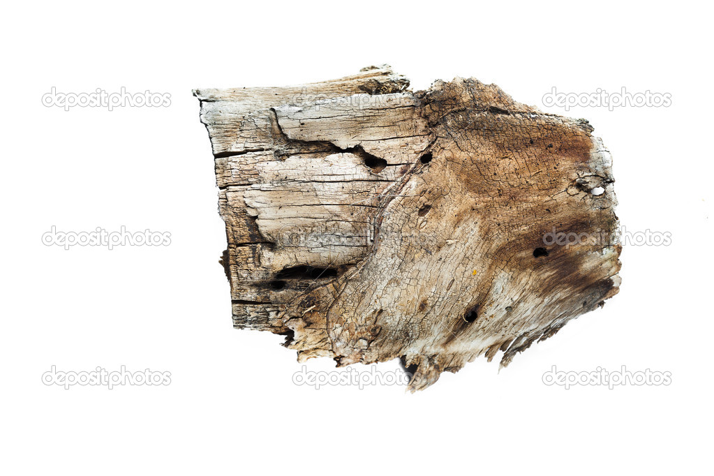 Old rotten tree stump isolated on white background