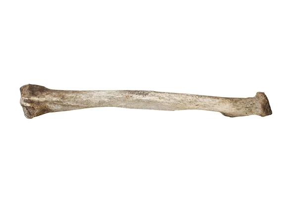 Old bone isolated on white background — Stock Photo, Image