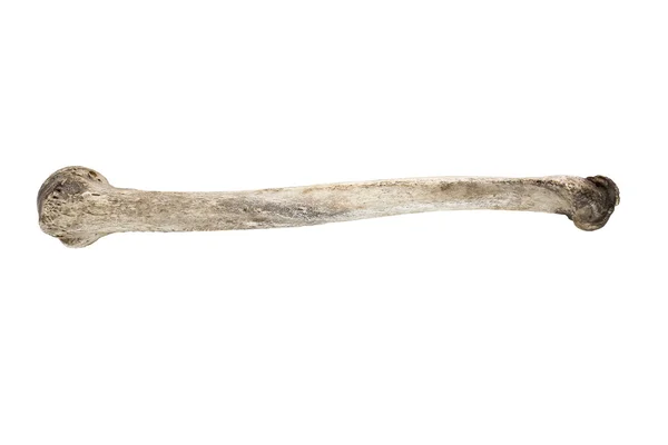 Beyaz arka plan üzerinde izole eski kemik — Stok fotoğraf