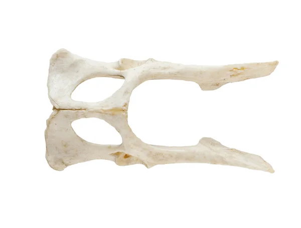 Vecchio osso isolato su sfondo bianco — Foto Stock