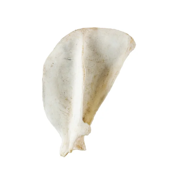 Old bone isolated on white background — Stock Photo, Image