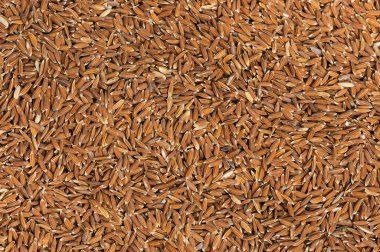 Çeltik pirinç doku