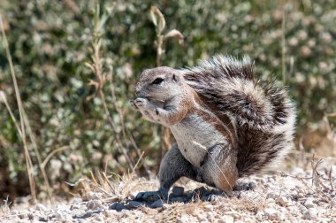 burun zemin sincabı