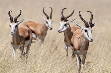 Springboks'ı