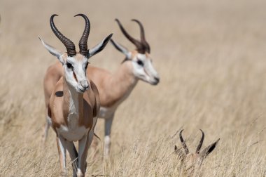 Springboks'ı