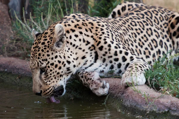 Minum macan tutul — Stok Foto