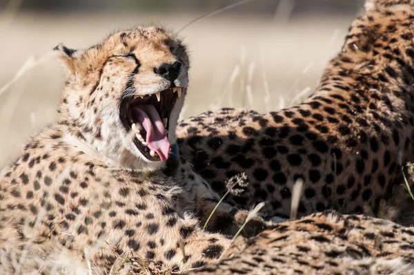 あくびチーター — ストック写真