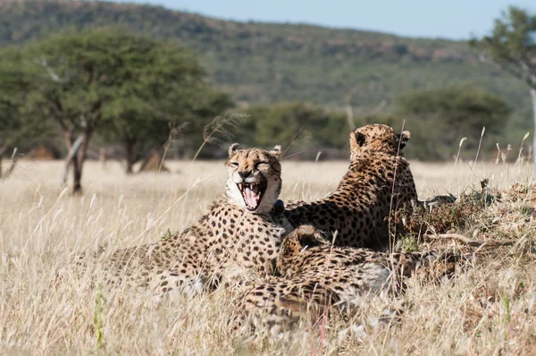 Yawning Cheetah — Stok Foto