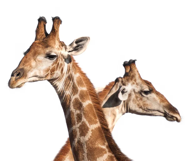 Giraffe heads — Stock Photo, Image