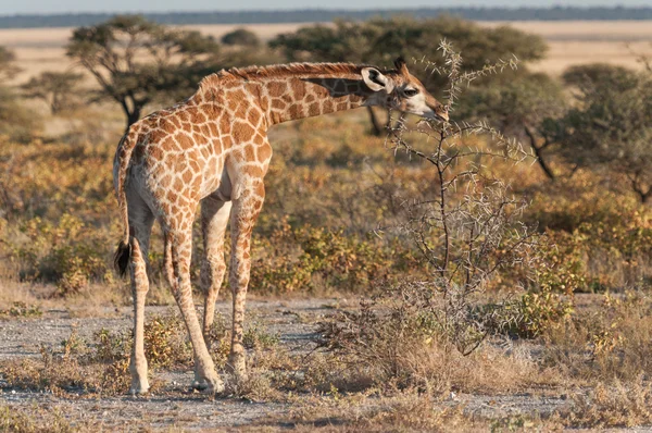 Giraffa baby — Foto Stock