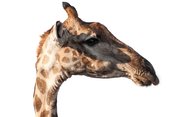 Testa di giraffa — Foto Stock