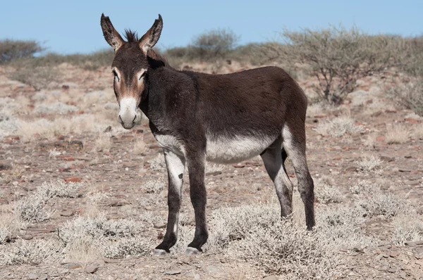 Standing donkey — Stock Photo, Image