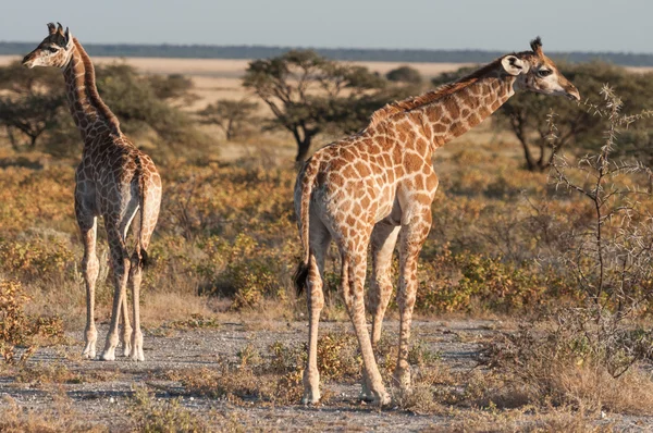 Dětské žirafy — Stock fotografie
