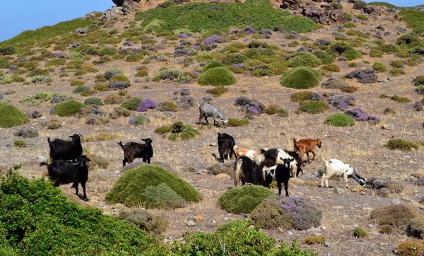 yabani keçi otlatmak