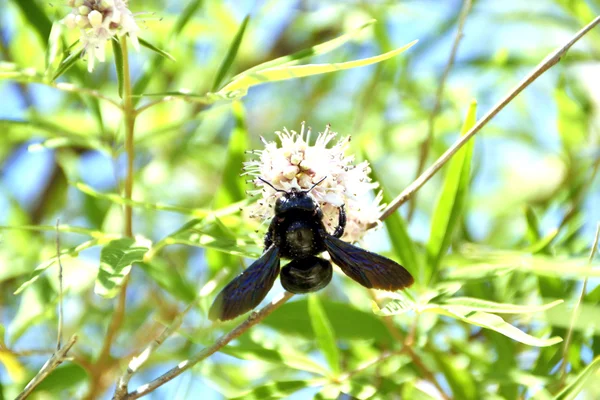 bir çiçek üzerinde dev bir böcek