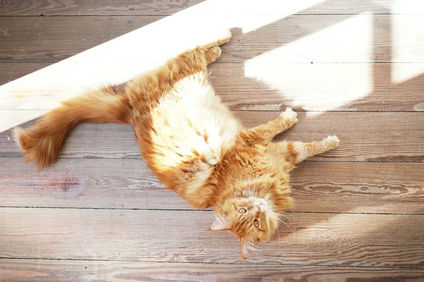 Кошка на деревянном полу — стоковое фото