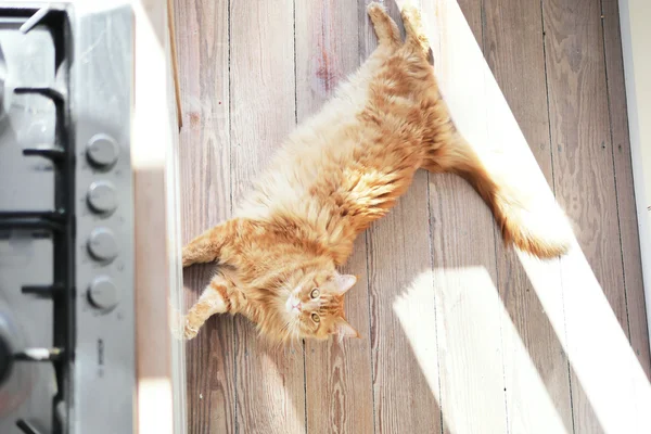 Cat on wooden floor — Stock Photo, Image