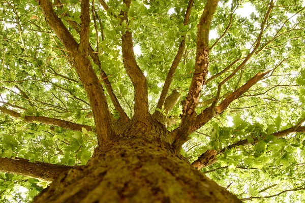 gövde ağacı dalları ile