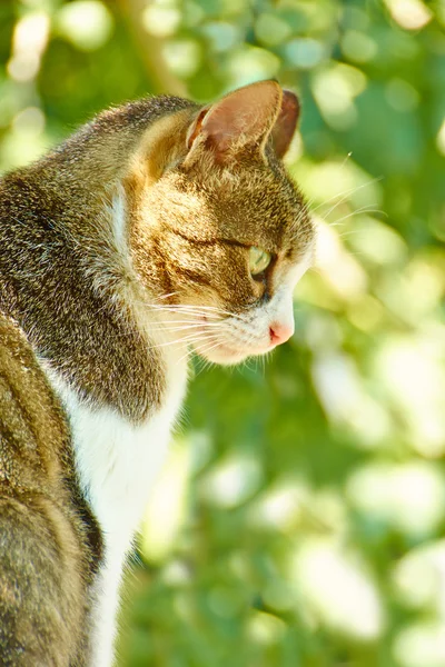 Cat in garden — Stock Photo, Image
