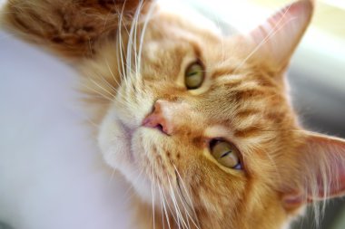 Kediler evde Almanya'da yüksek standartları tadını çıkarın. Onlar sevdi ve kendi çocukları gibi bakım. her türlü gıda, ekipman, oyuncaklar ve tıbbi bakım ile para kazanmak için kullanan sanayi.