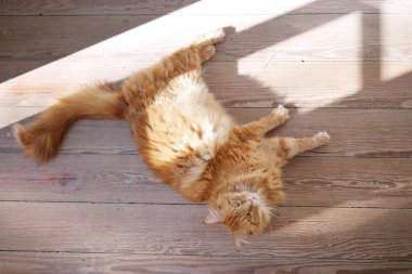 Kediler evde Almanya'da yüksek standartları tadını çıkarın. Onlar sevdi ve kendi çocukları gibi bakım. her türlü gıda, ekipman, oyuncaklar ve tıbbi bakım ile para kazanmak için kullanan sanayi.