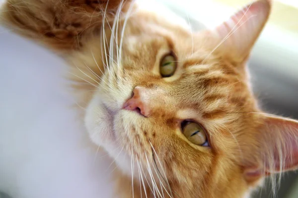 Katzen zu Hause genießen Sie hohen Standards in Deutschland. Sie sind geliebt und umsorgt wie ihre eigenen Kinder. die Industrie nutzt es, Geld zu verdienen mit allerlei Spielzeug, Essen, Geräte, medizinische Versorgung. — Stockfoto