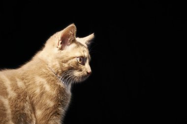 Siyah arka planda kırmızı kedi