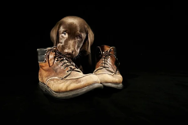 Siyah arka planda Labrador köpeği