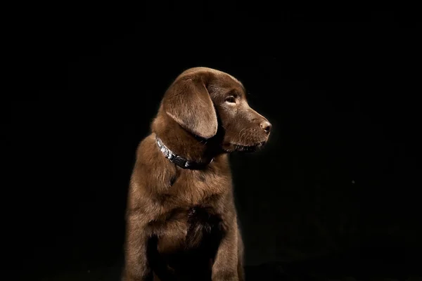 Labrador cucciolo su sfondo nero — Foto Stock