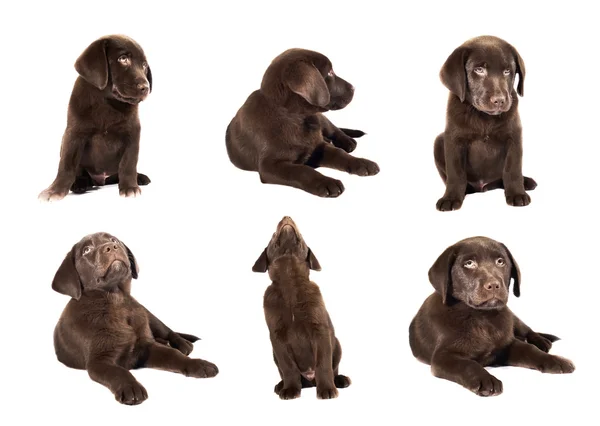 Labrador štěně kolekce na bílém pozadí — Stock fotografie