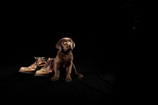 Chiot du Labrador sur fond noir — Photo