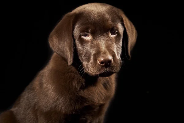 Labrador puppy on black background — Stock Photo, Image