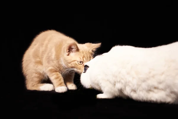 Rabbit and kitten on black background — Stock Photo, Image