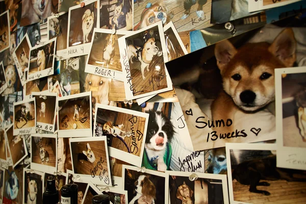 Bilder von Gigs an der Wand — Stockfoto