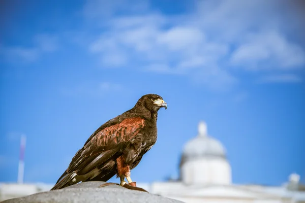 Majestosas águias em westminster Londres — Zdjęcie stockowe